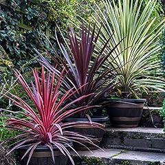 Cordyline trio australis for sale  Delivered anywhere in UK