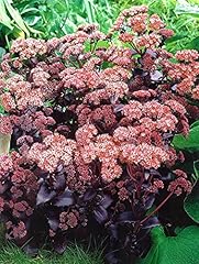 Sedum purple emperor for sale  Delivered anywhere in UK