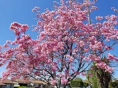 Pink tabebuia trumpet for sale  Delivered anywhere in USA 