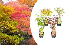 Bloomique mischung japanischen gebraucht kaufen  Wird an jeden Ort in Deutschland