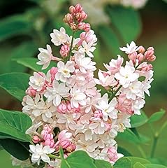 Lilac bushes live for sale  Delivered anywhere in USA 