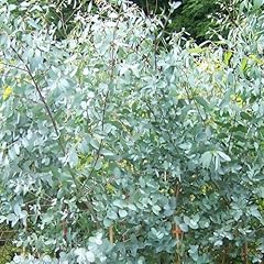 Eucalyptus gunnii cider for sale  Delivered anywhere in UK
