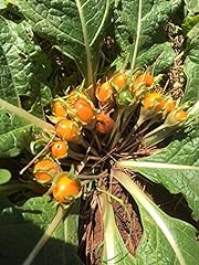 Mandragora autunnale circa usato  Spedito ovunque in Italia 