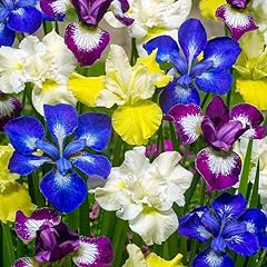 Iris schwertlilien sibirica gebraucht kaufen  Wird an jeden Ort in Deutschland