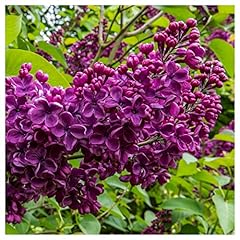 Ludwig spaeth syringa for sale  Delivered anywhere in UK