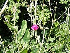 Pink lychnis coronaria for sale  Delivered anywhere in UK