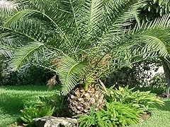 Canary island date for sale  Delivered anywhere in USA 