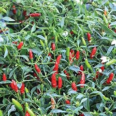 Gardeners kitchen chilli for sale  Delivered anywhere in UK