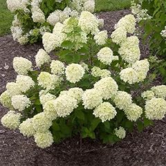 Brighter blooms little for sale  Delivered anywhere in USA 
