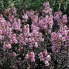 Antirrhinum bronze dragon for sale  Delivered anywhere in UK