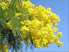 Acacia dealbata silber gebraucht kaufen  Wird an jeden Ort in Deutschland