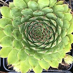 Sempervivum tectorum hauswurz gebraucht kaufen  Wird an jeden Ort in Deutschland