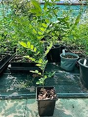 Japanese pagoda tree for sale  Delivered anywhere in UK