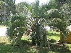 Graines butia odoratus d'occasion  Livré partout en France
