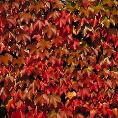 Wilder wein parthenocissus gebraucht kaufen  Wird an jeden Ort in Deutschland