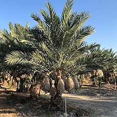 Medjool date palm for sale  Delivered anywhere in USA 