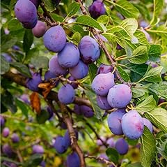 Wild plum tree for sale  Delivered anywhere in USA 
