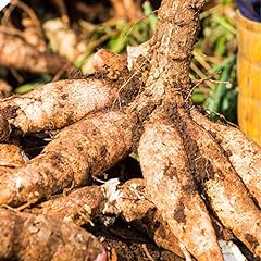 Qauzuy garden cassava for sale  Delivered anywhere in USA 