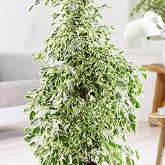 Ficus golden king for sale  Delivered anywhere in UK