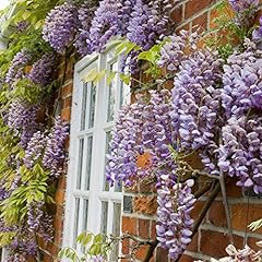 Wisteria sinensis garden for sale  Delivered anywhere in UK