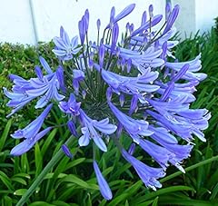 Agapanthus africanus lily for sale  Delivered anywhere in USA 