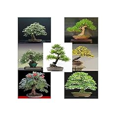 Noah semi bonsai usato  Spedito ovunque in Italia 