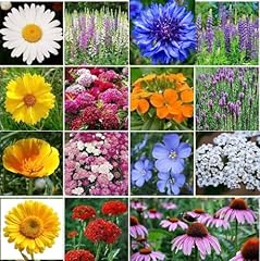 Mehrjährige wildblumensamen b gebraucht kaufen  Wird an jeden Ort in Deutschland