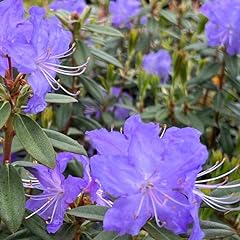 Upright blue rhododendron for sale  Delivered anywhere in USA 