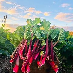 Rhubarb crown prince for sale  Delivered anywhere in Ireland