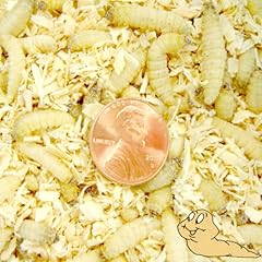 250ct live waxworms for sale  Delivered anywhere in USA 