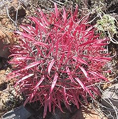 Ferocactus gracile coloratura usato  Spedito ovunque in Italia 