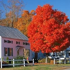 Brighter blooms autumn for sale  Delivered anywhere in USA 