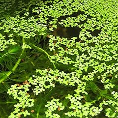 Duckweed floating live for sale  Delivered anywhere in UK