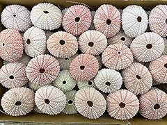 100 pieces natural for sale  Delivered anywhere in USA 