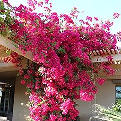 Chuxay garden pink for sale  Delivered anywhere in USA 