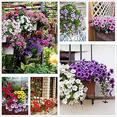 Petunia seeds80000 pcs usato  Spedito ovunque in Italia 