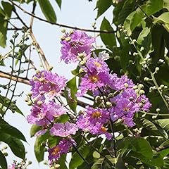 Lagerstroemia speciosa seeds for sale  Delivered anywhere in USA 