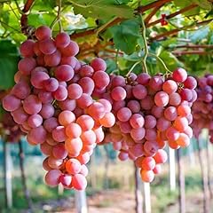 Red grape plant for sale  Delivered anywhere in USA 