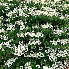 Viburnum mariesii japanese for sale  Delivered anywhere in UK