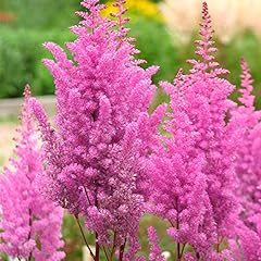 Astilbe pink compact for sale  Delivered anywhere in UK