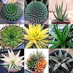 Haloppe 100 fiori usato  Spedito ovunque in Italia 