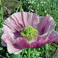 Giant poppy papaver. for sale  Delivered anywhere in UK