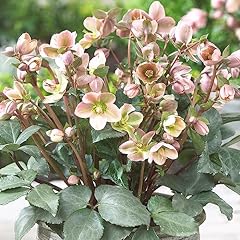 Helleborus angel glow for sale  Delivered anywhere in UK