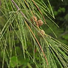 Casuarina equisetifolia tree for sale  Delivered anywhere in USA 