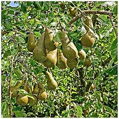 Conference pear tree for sale  Delivered anywhere in UK