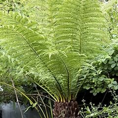 Tree fern plant for sale  Delivered anywhere in Ireland