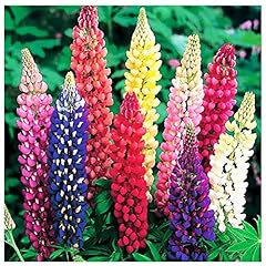 Russell lupine mixed for sale  Delivered anywhere in USA 