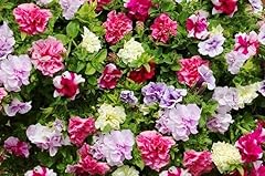 Petunia tumbelina double for sale  Delivered anywhere in UK