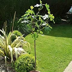 Fig tree brown for sale  Delivered anywhere in Ireland