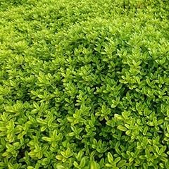 Thym citron aureus d'occasion  Livré partout en France